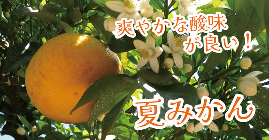 山口県特産の夏みかんとは?