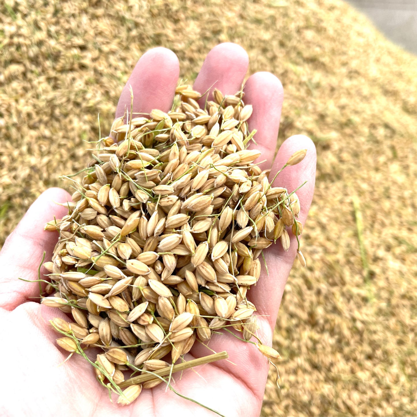 ISATO FARM-米粉